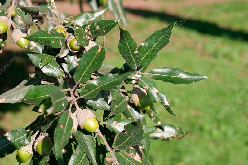 Holly Oak (Quercus ilex) - Ladybird Nursery