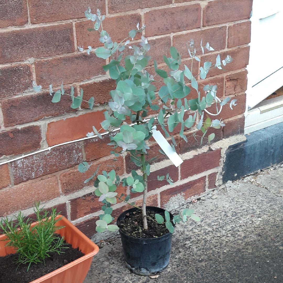 Cider Gum (Eucalyptus gunnii)