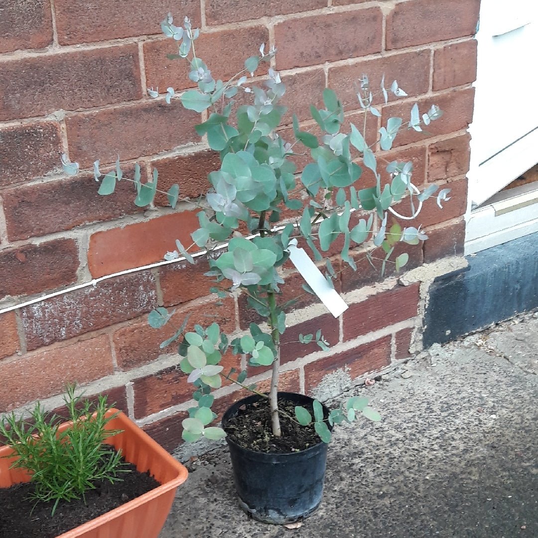 Cider Gum (Eucalyptus gunnii) - Ladybird Nursery