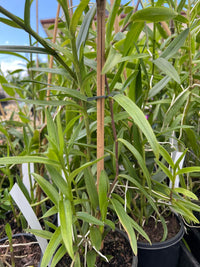 Crucifix Orchid Red (Epidendrum ibaguense) - Ladybird Nursery