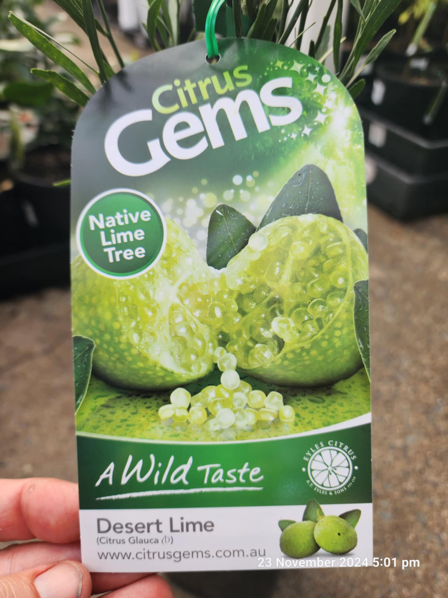 Desert Lime (QLD Only)