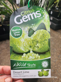 Desert Lime (QLD Only) - Ladybird Nursery