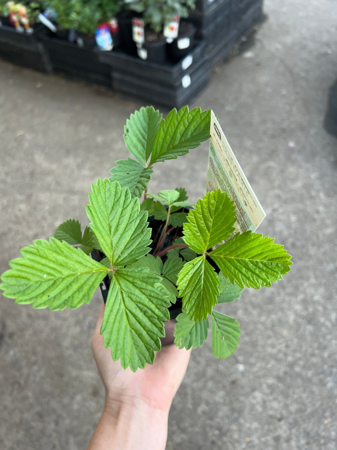 Strawberry 'Alpine' - Ladybird Nursery
