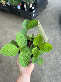 Strawberry 'Alpine' - Ladybird Nursery