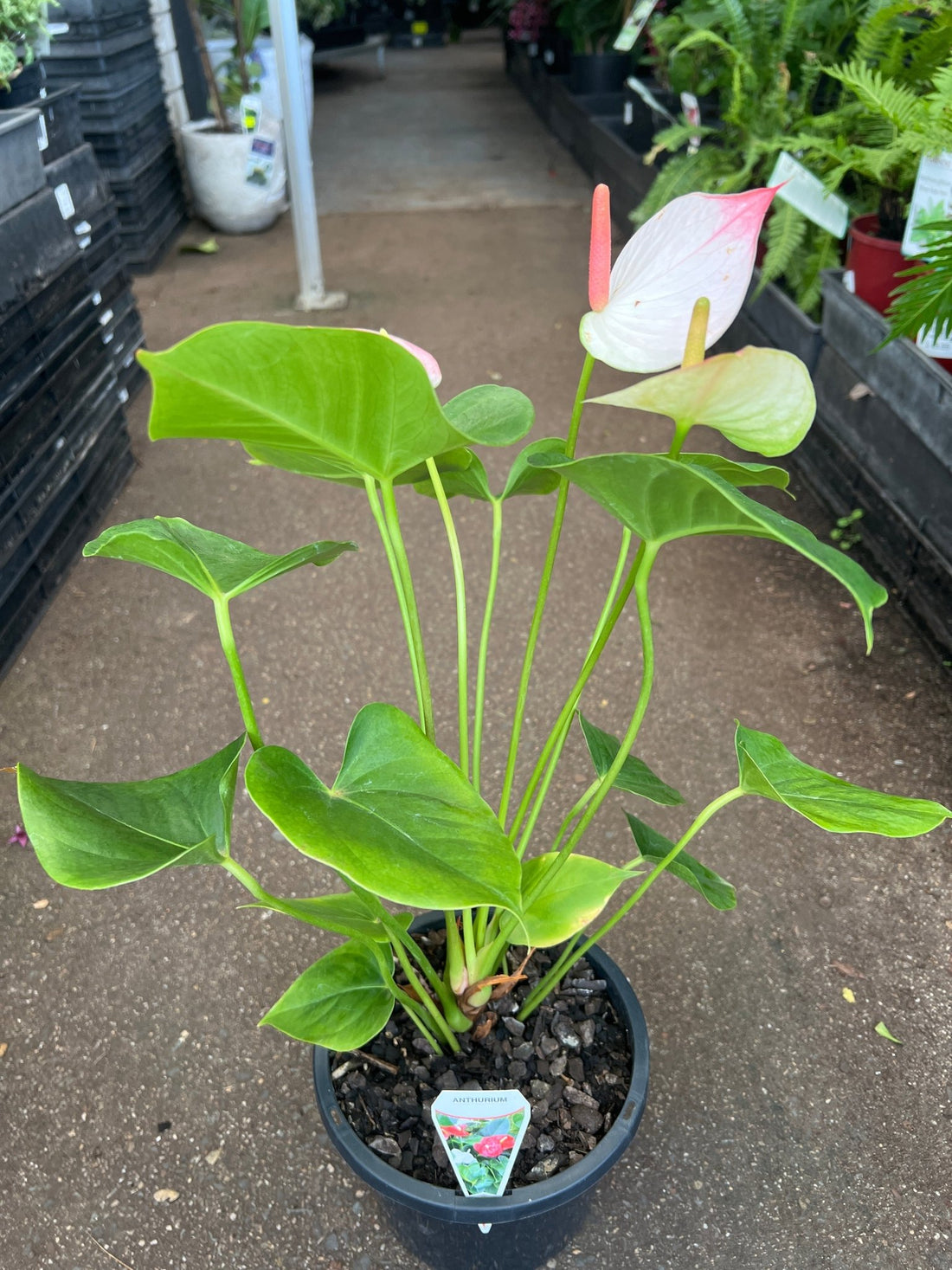 Anthurium 'Princess Amalia Elegance' - Ladybird Nursery