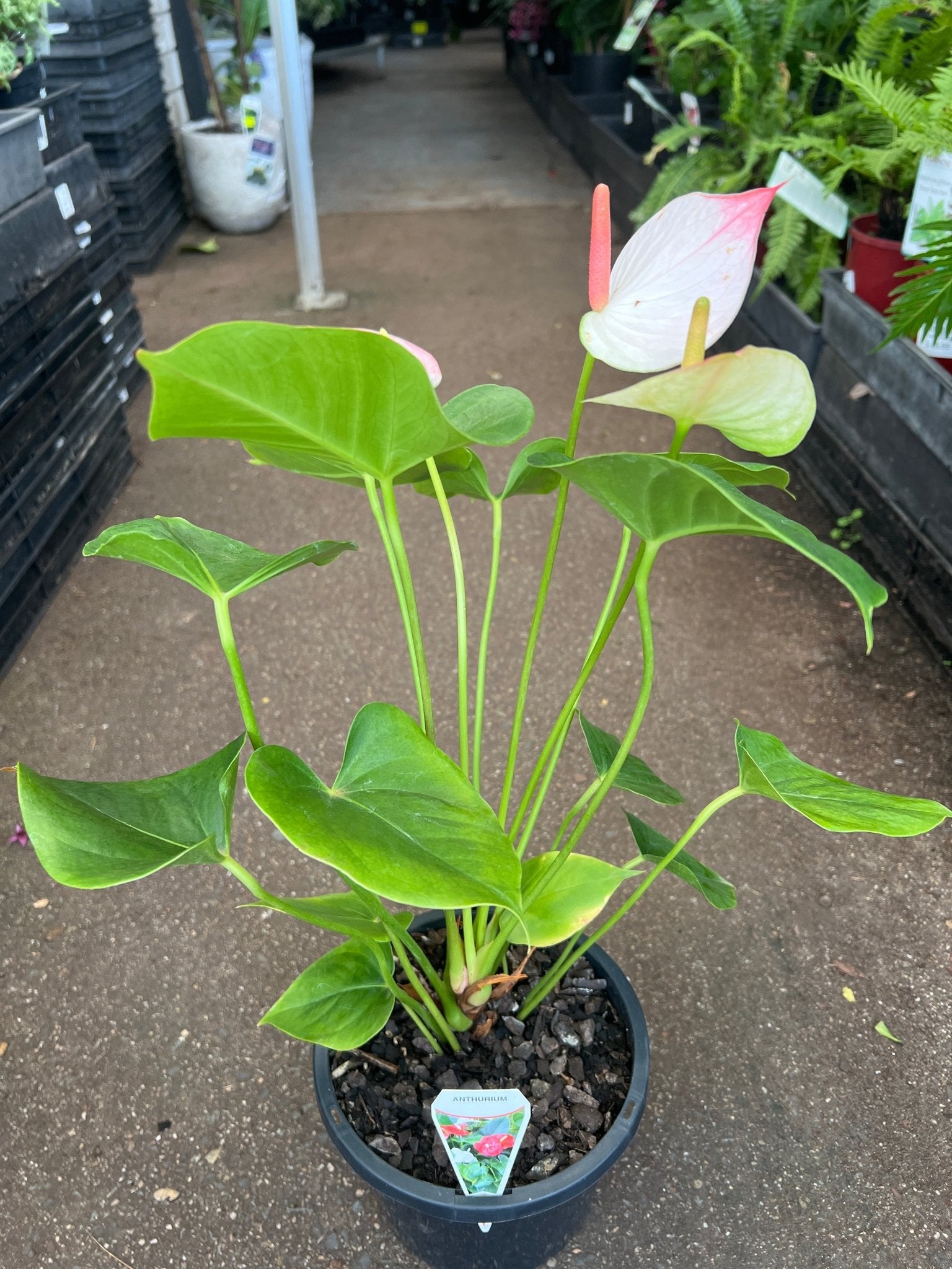 Anthurium 'Princess Amalia Elegance' - Ladybird Nursery