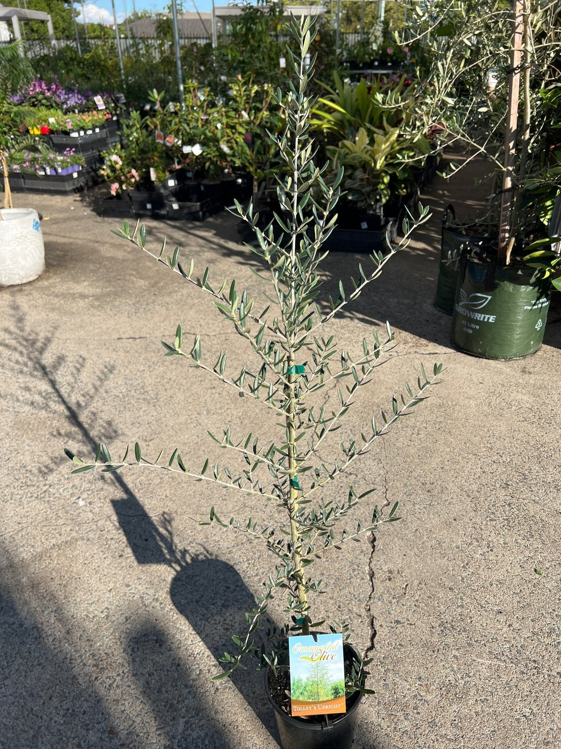 Olive ‘Tolley’s Upright’ - Large - Ladybird Nursery
