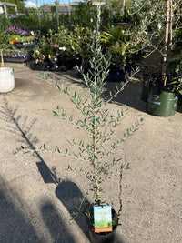 Olive ‘Tolley’s Upright’ - Large - Ladybird Nursery