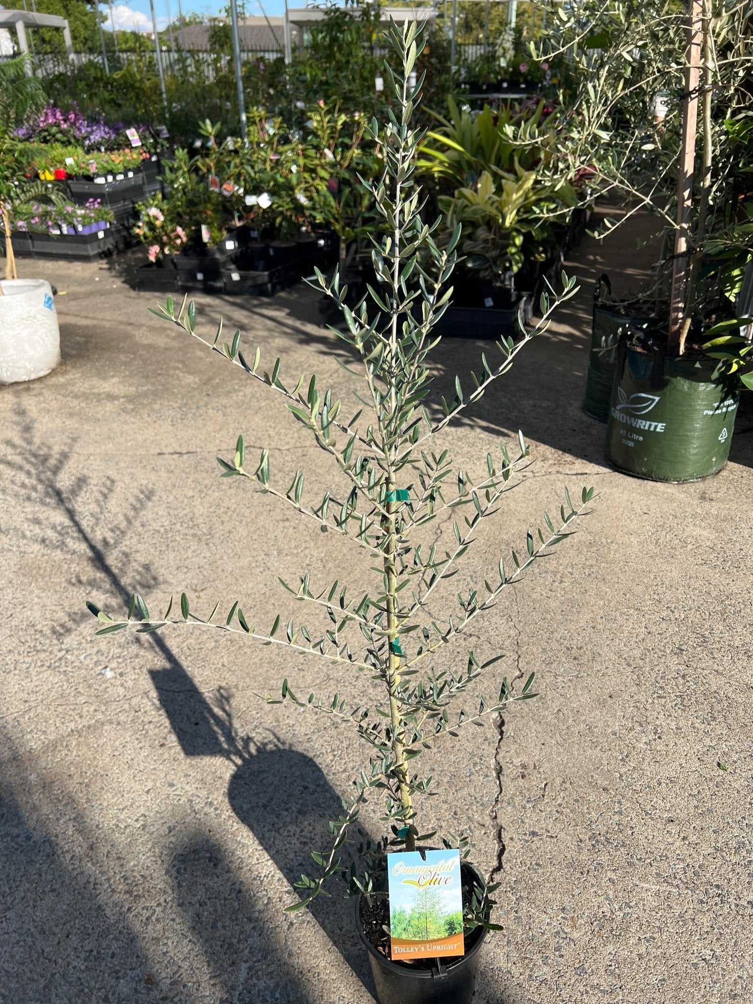 Olive ‘Tolley’s Upright’ - Large - Ladybird Nursery
