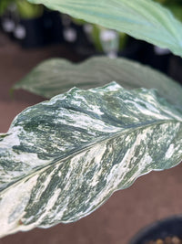 Variegated Peace Lily 'Wallisii' (Spathiphyllum wallisii variegata) - Ladybird Nursery