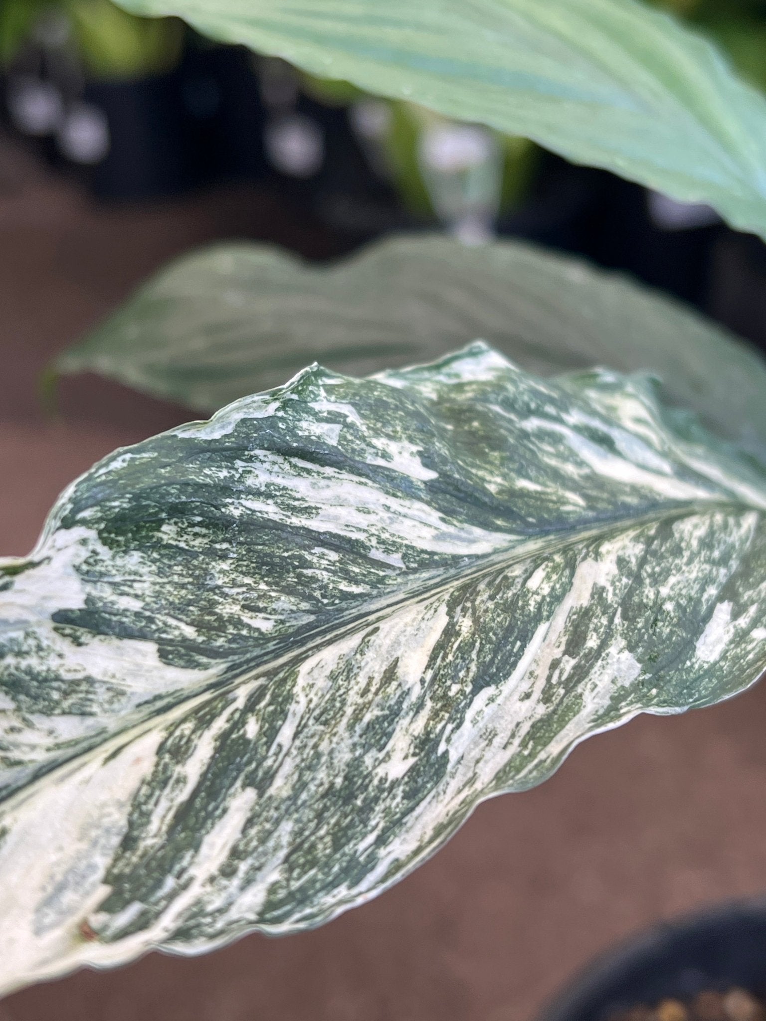 Variegated Peace Lily 'Wallisii' (Spathiphyllum wallisii variegata) - Ladybird Nursery