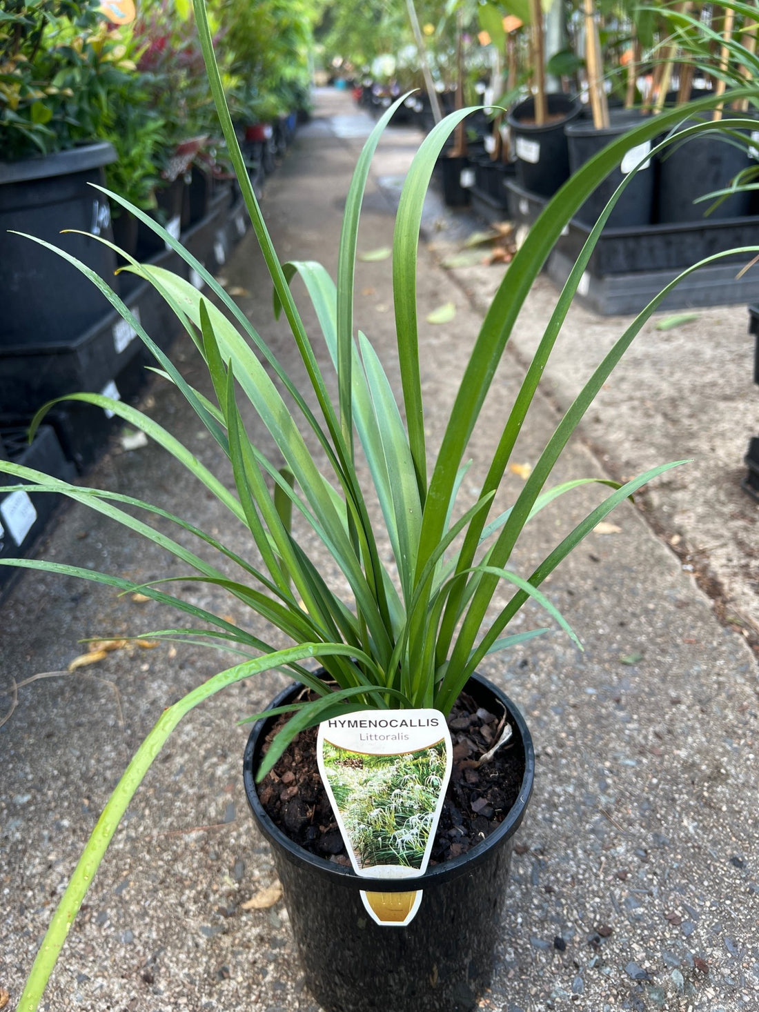 'Beach' Spider Lily (Hymenocallis littoralis) - Ladybird Nursery