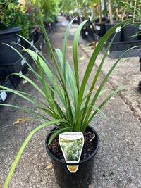 'Beach' Spider Lily (Hymenocallis littoralis) - Ladybird Nursery