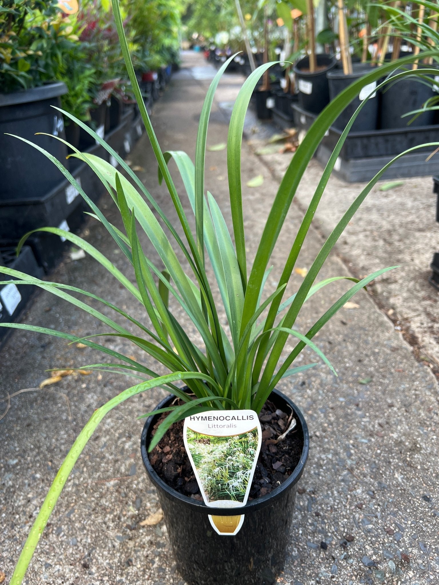 'Beach' Spider Lily (Hymenocallis littoralis) - Ladybird Nursery