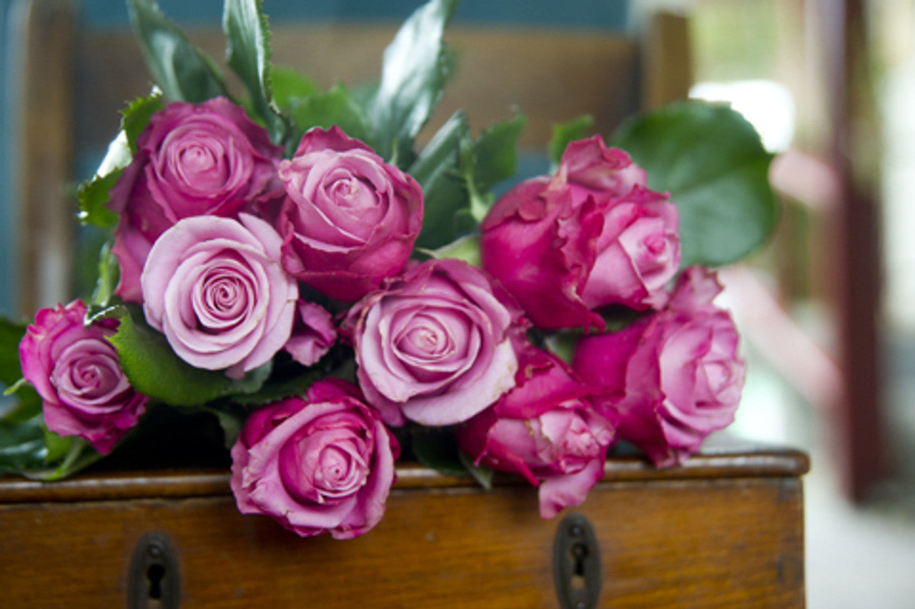 Rose Fragrant Plum (Rosa)