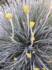 Grey Cottonhead Dwarf (Conostylis candicans)