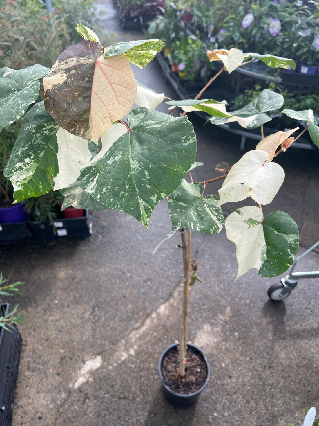 Dwarf Hibiscus tiliaceus Variegated (Beach Hibiscus) - Ladybird Nursery
