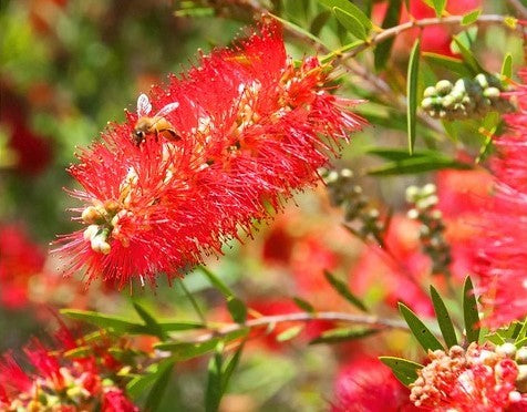 Bottlebrush Red Devil (Callistemon)