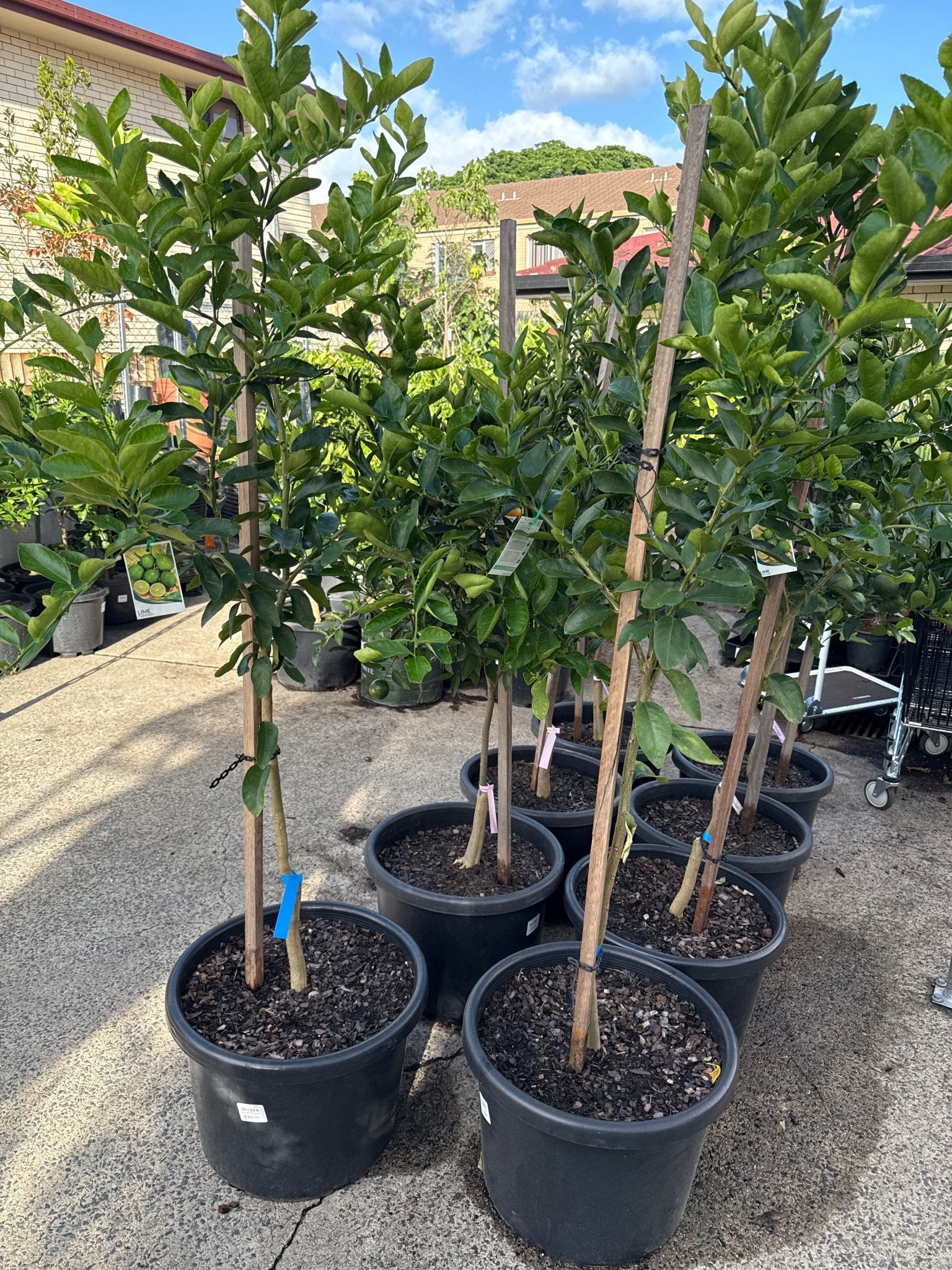 Lime 'Tahitian' 500mm Pot (PICKUP ONLY) - Ladybird Nursery