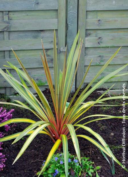 Cordyline Sundance (Cordyline australis)