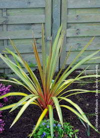 Cordyline Sundance (Cordyline australis)