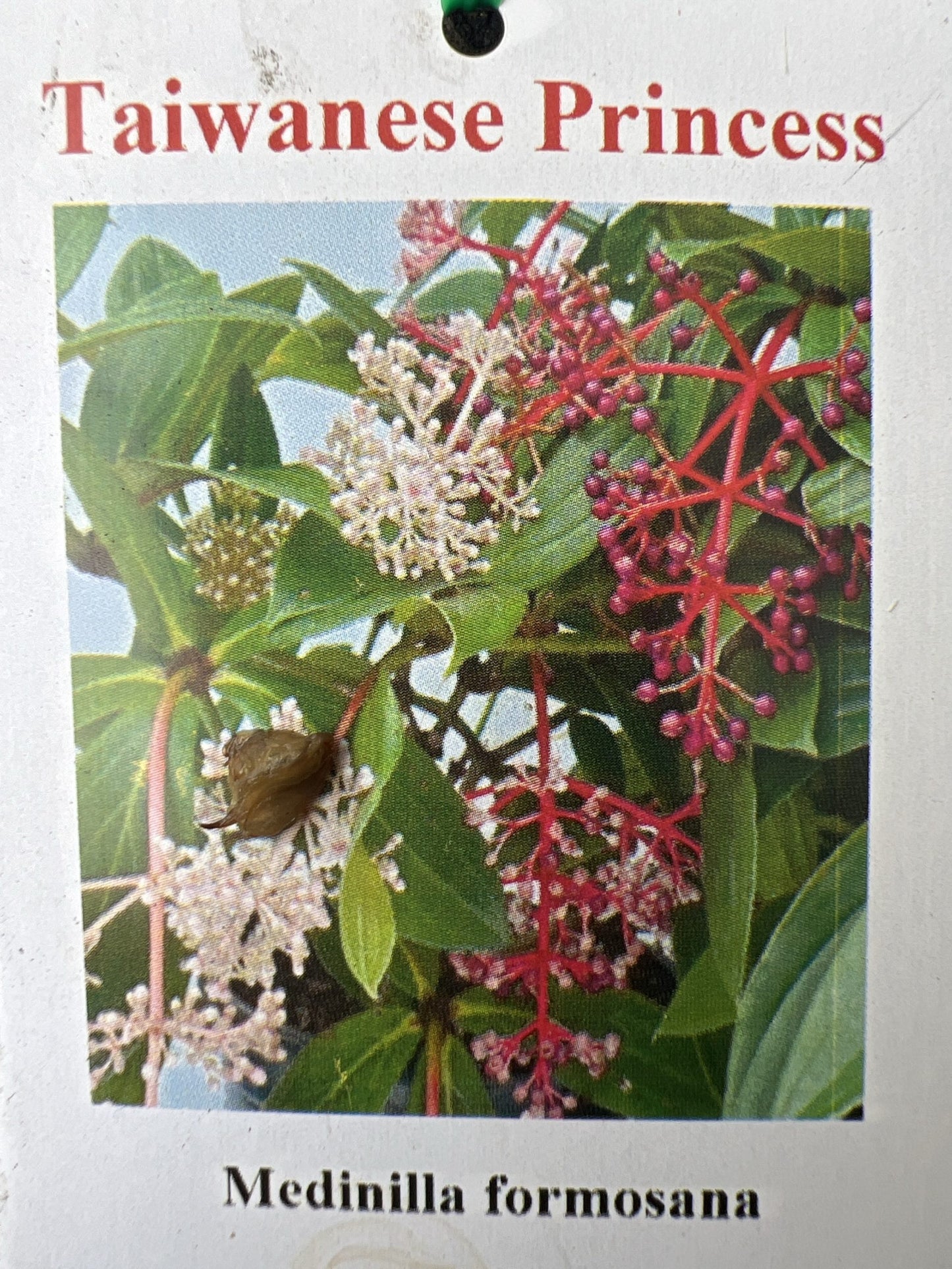 Medinilla Taiwanese Princess (Medinilla Formosa)