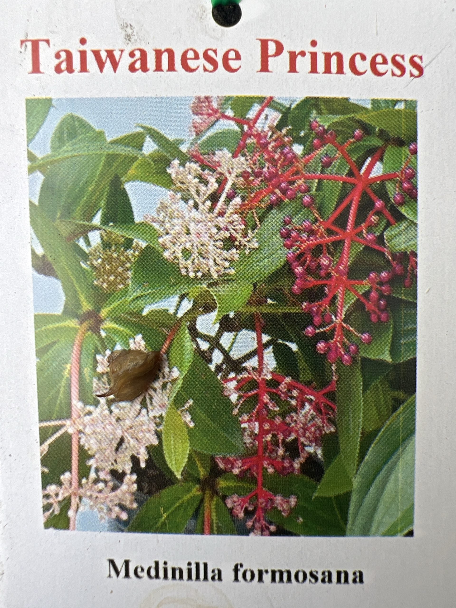 Medinilla Taiwanese Princess (Medinilla Formosa)