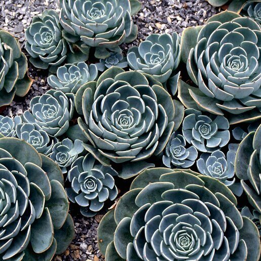 Hens and Chicks Metal (Echeveria Blue) - Ladybird Nursery