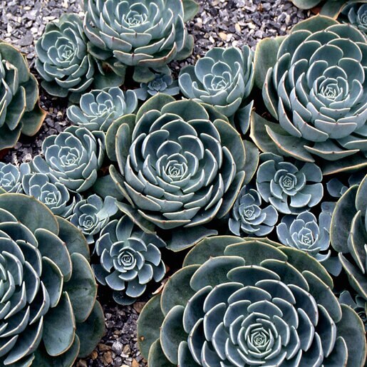 Hens and Chicks Metal (Echeveria Blue)