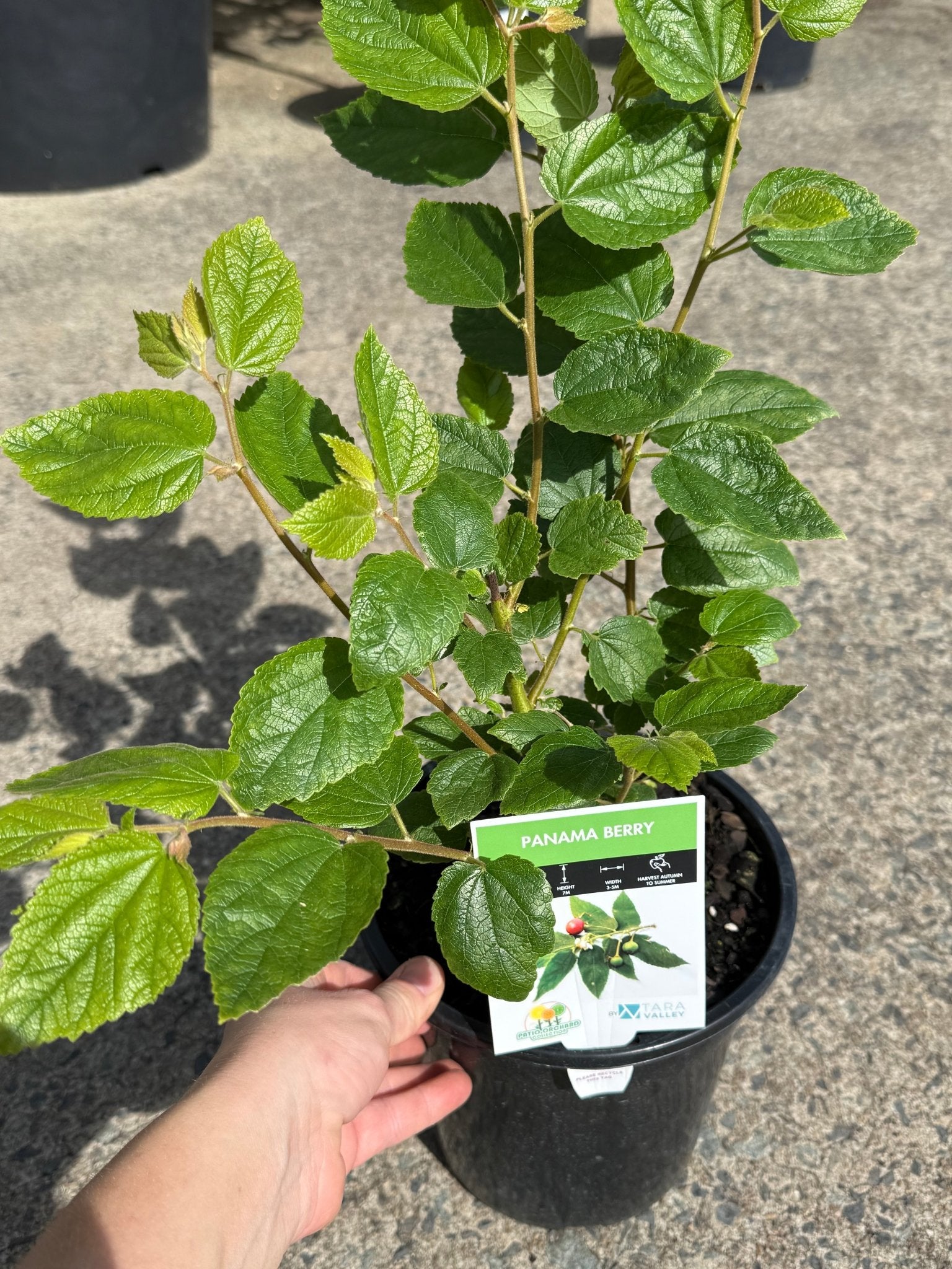 Ice Cream (Panama) Berry - Ladybird Nursery