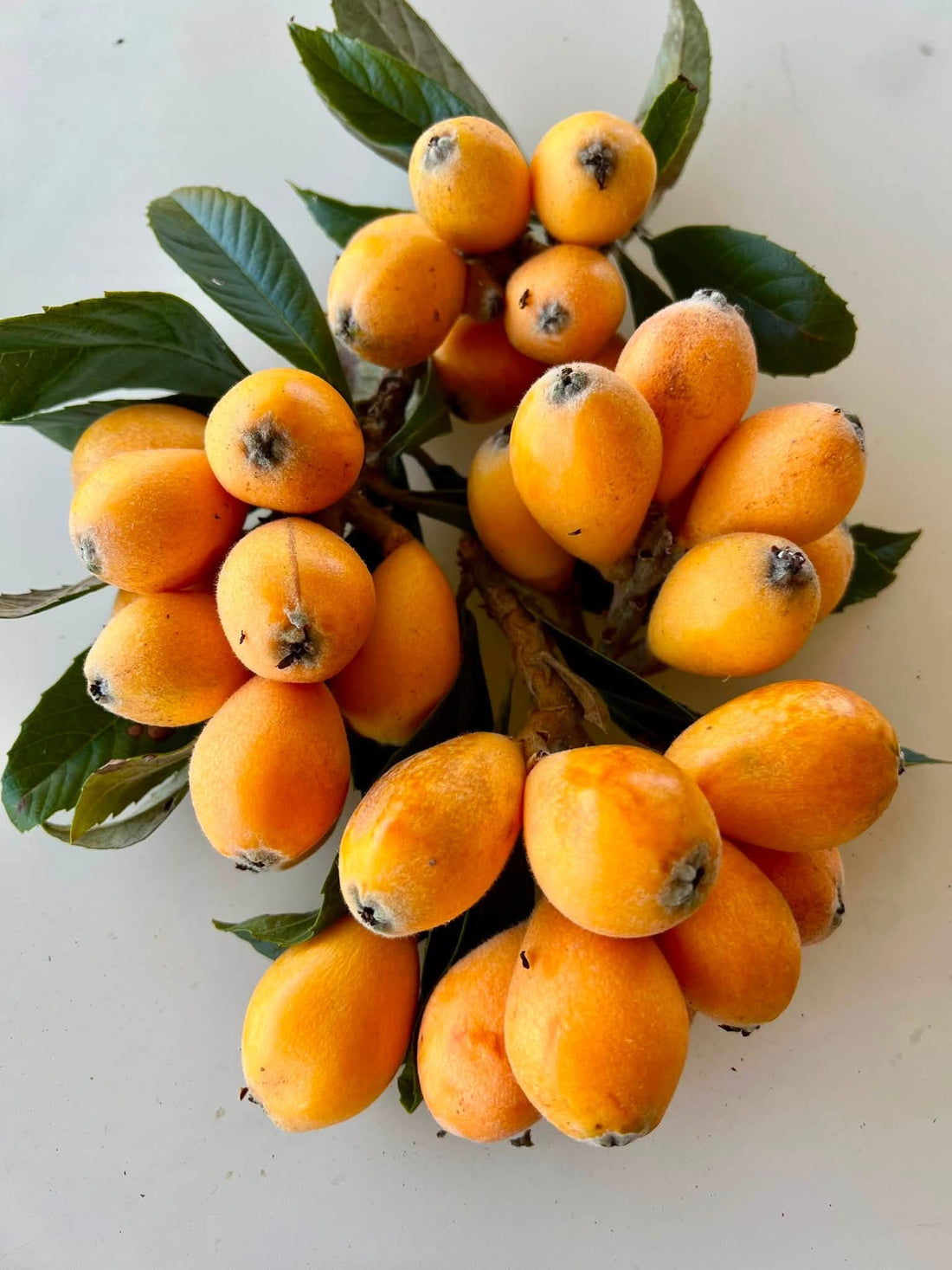 Loquat ‘Nagasakiwase’ - Ladybird Nursery