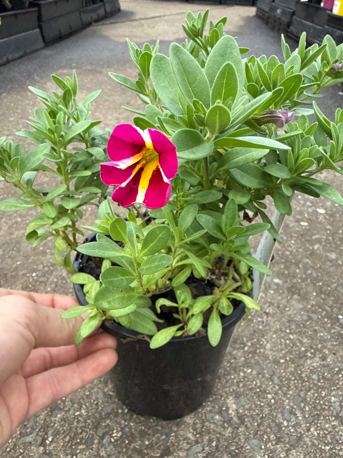Calibrachoa 'Pink Bling' - Ladybird Nursery