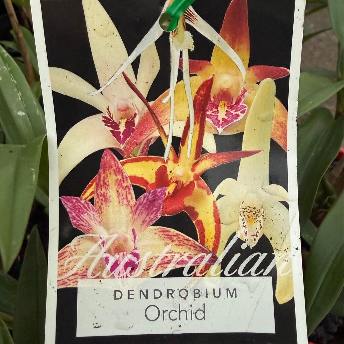 Native Orchid Dendrobium - Ladybird Nursery