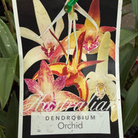 Native Orchid Dendrobium - Ladybird Nursery