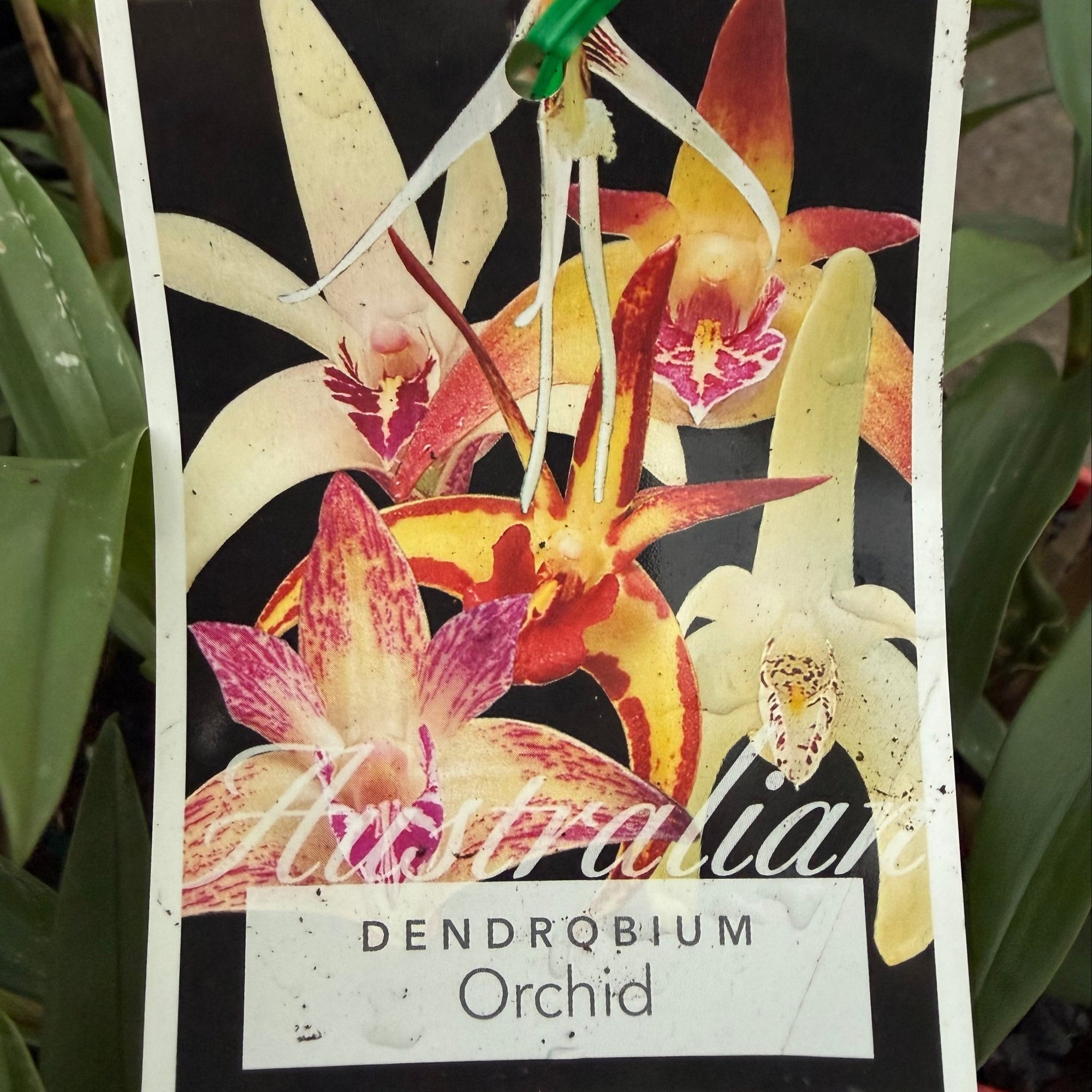Native Orchid Dendrobium - Ladybird Nursery