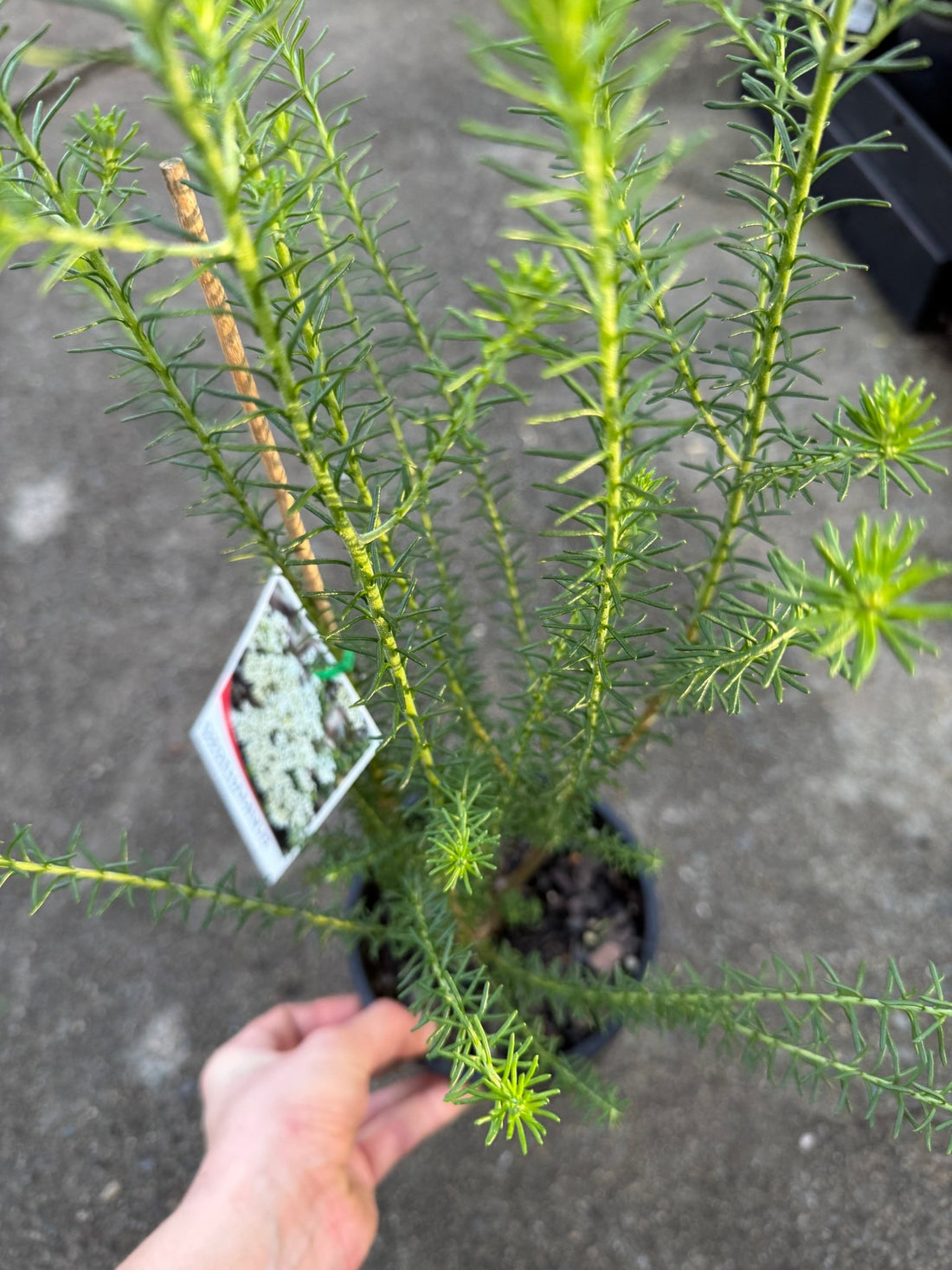 Rice Flower 'White' (Ozothamnus diosmifolius) - Ladybird Nursery