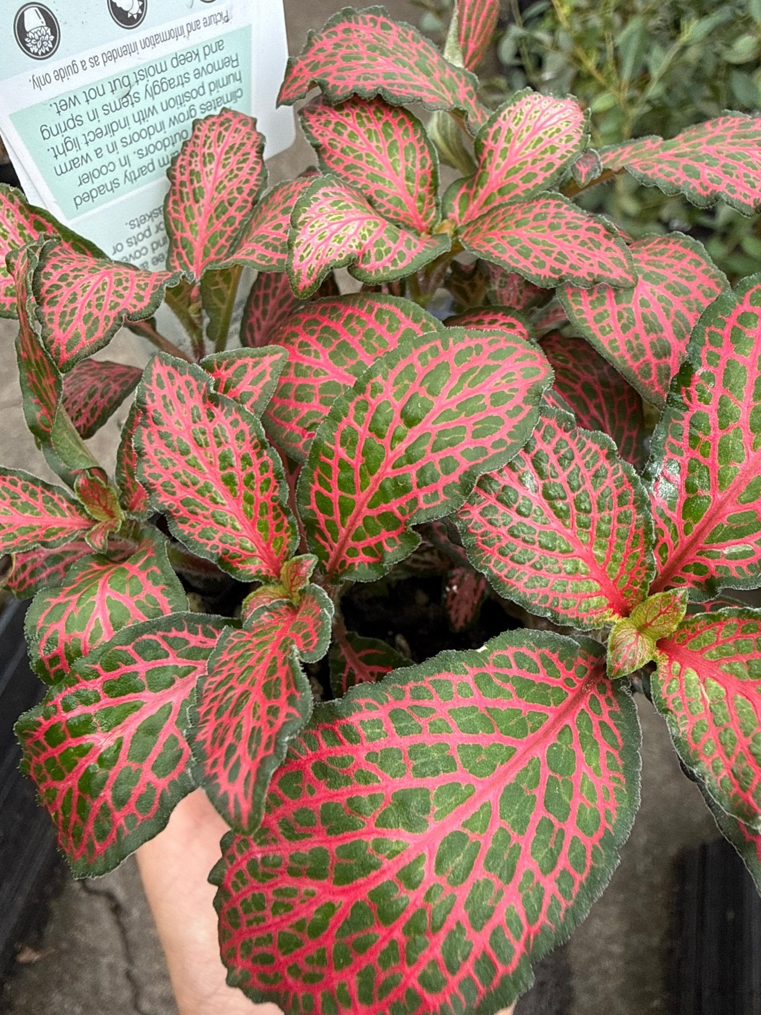 Fittonia ‘Red Flame’ - Ladybird Nursery