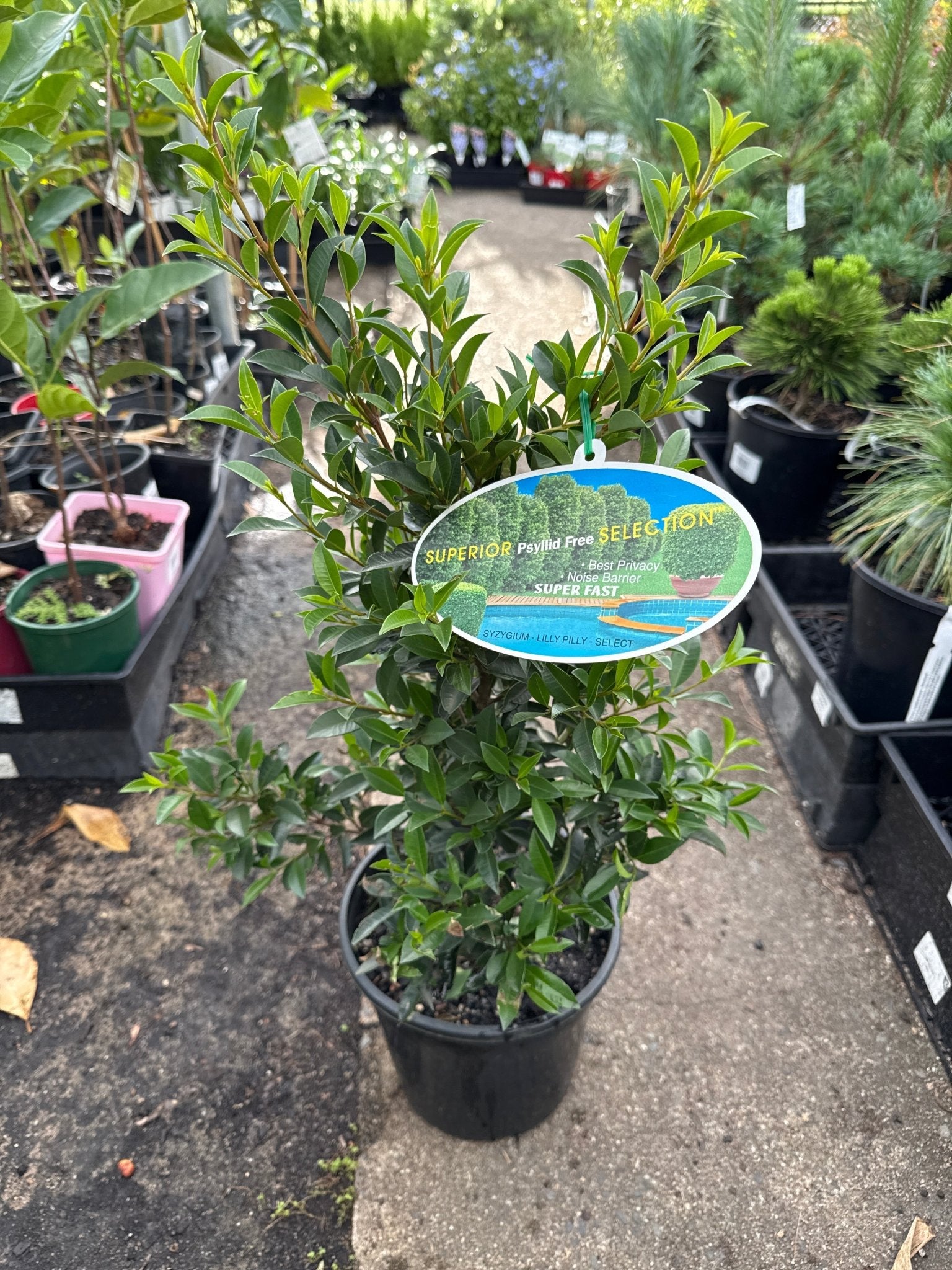 Lilly Pilly Superior (Syzygium australe) 200mm Pot - Ladybird Nursery