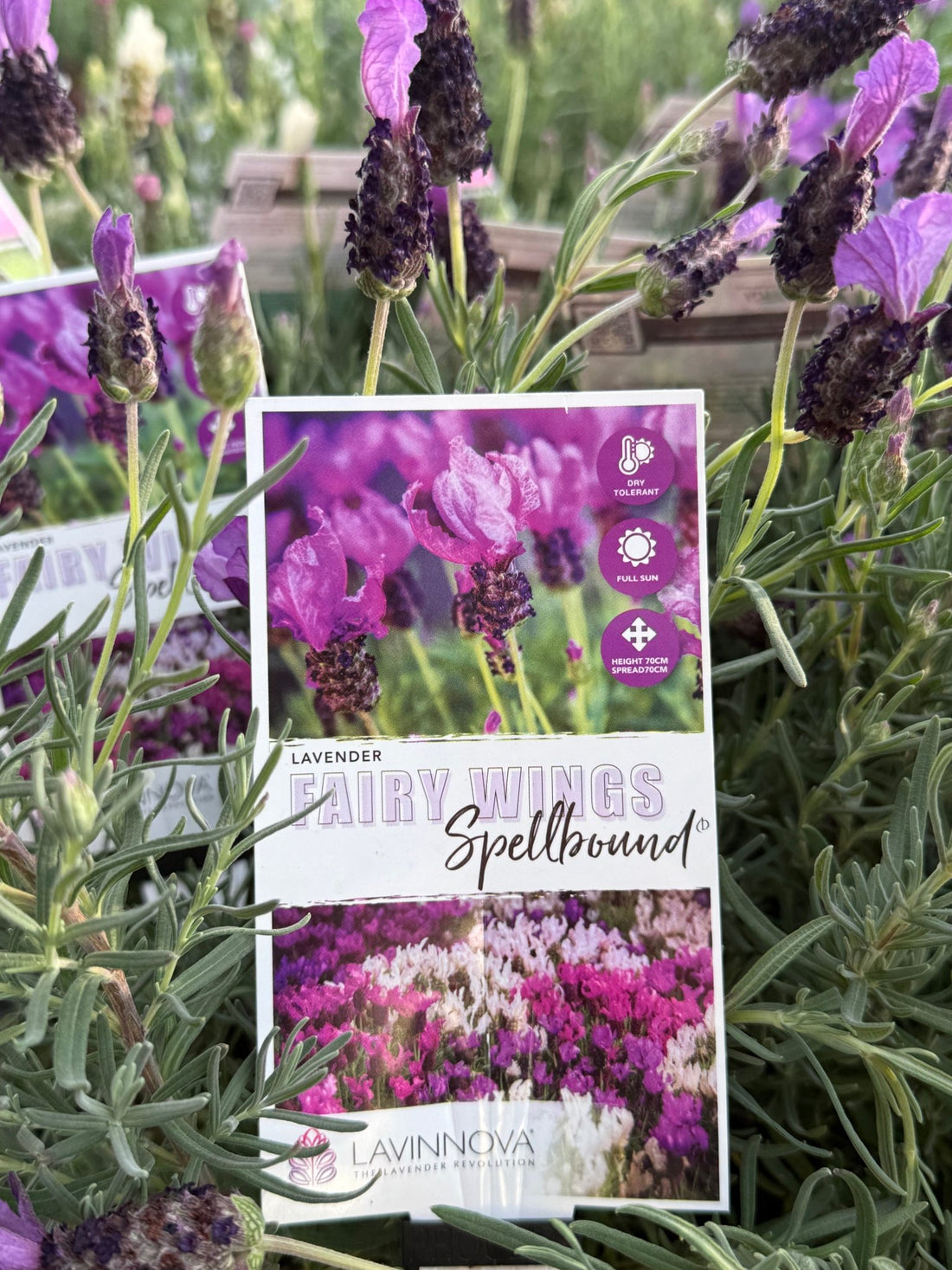 Lavender Fairy Wings ‘Spellbound’ - Ladybird Nursery