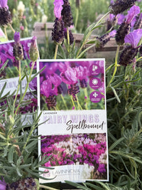 Lavender Fairy Wings ‘Spellbound’ - Ladybird Nursery