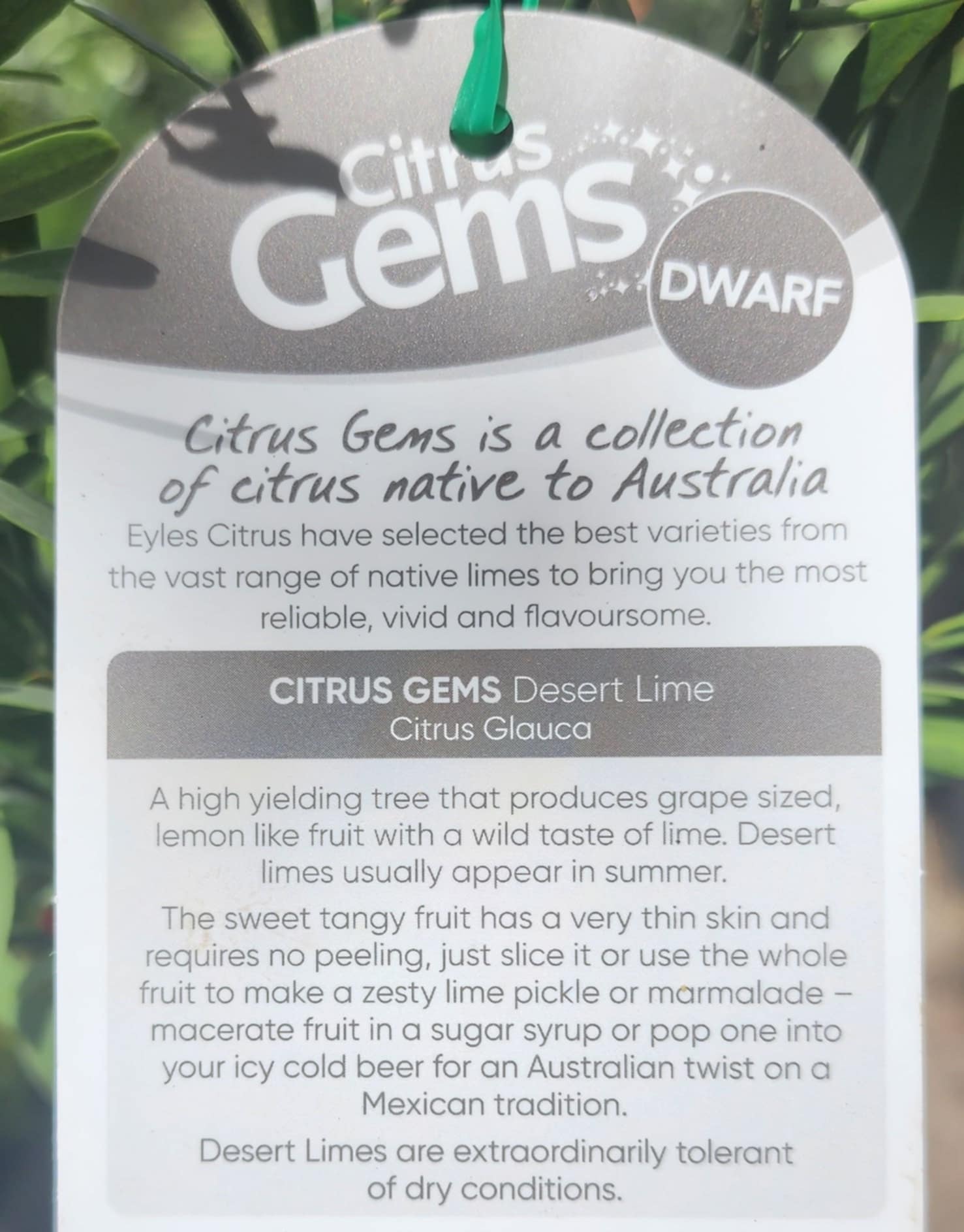 Desert Lime (QLD Only) - Ladybird Nursery