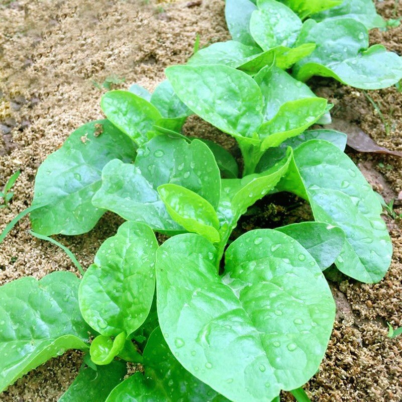 Ceylon Spinach Silver (Tabernaemontana corymbosa) - Ladybird Nursery