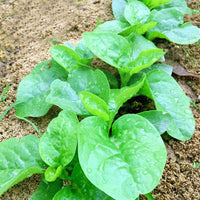Ceylon Spinach Silver (Tabernaemontana corymbosa) - Ladybird Nursery