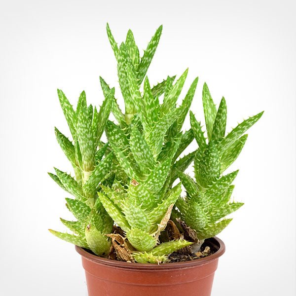 Tiger Tooth Aloe (Aloe juvenna) - Ladybird Nursery