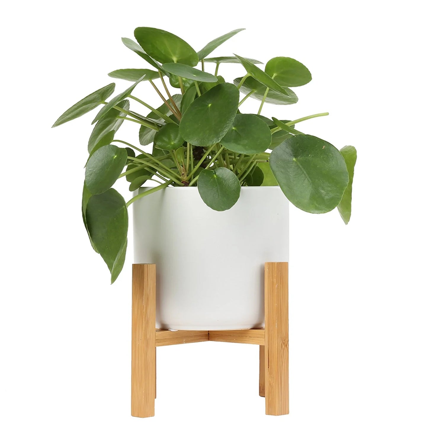 Chinese Money Plant (Pilea peperomioides)