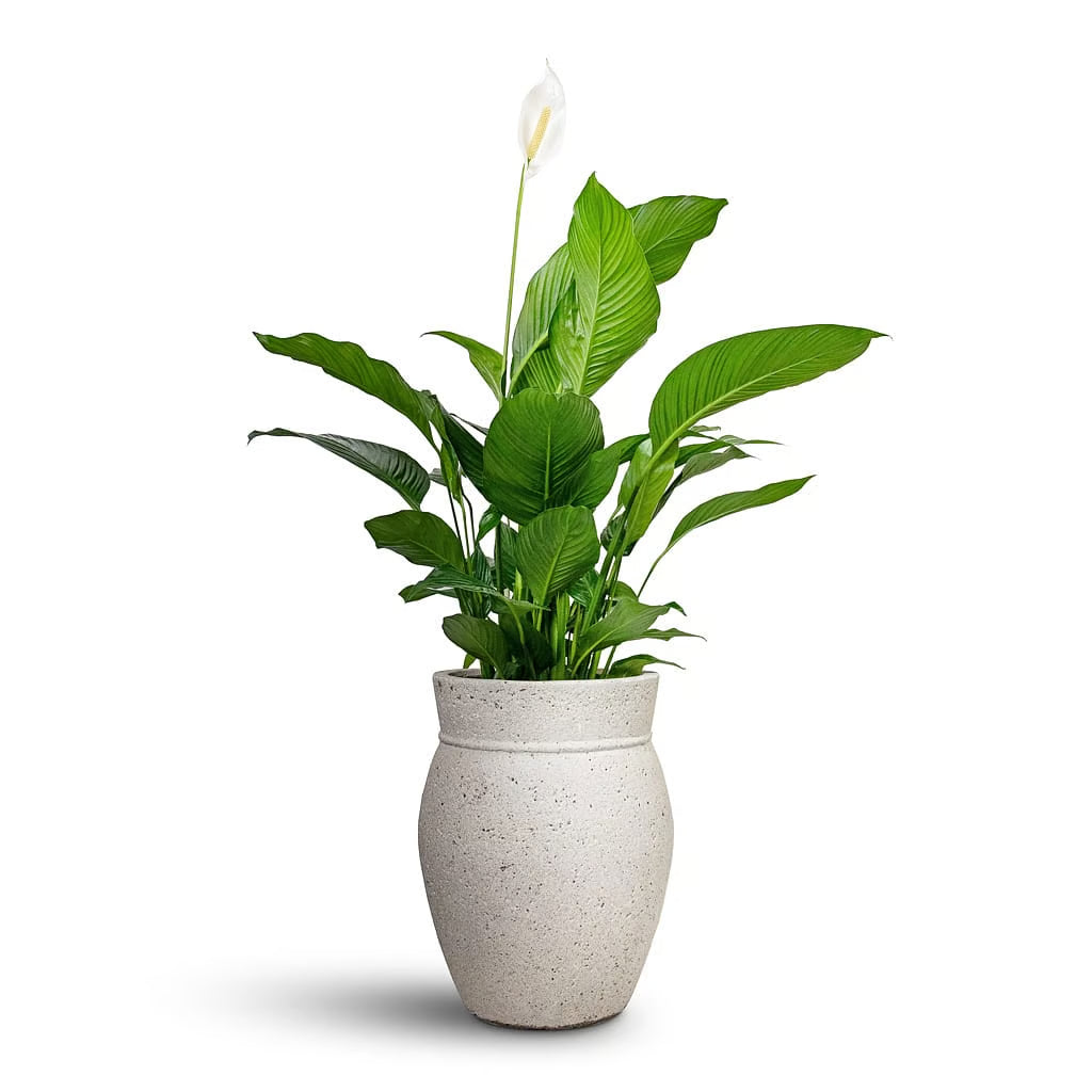 peace lily sebastiano Peace Lily Sweet Sebastiano Plant – Buy Now! – Ladybird Nursery