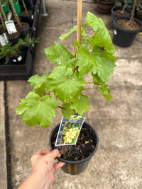 Grape ‘White Sultana’ (QLD ONLY) - Ladybird Nursery