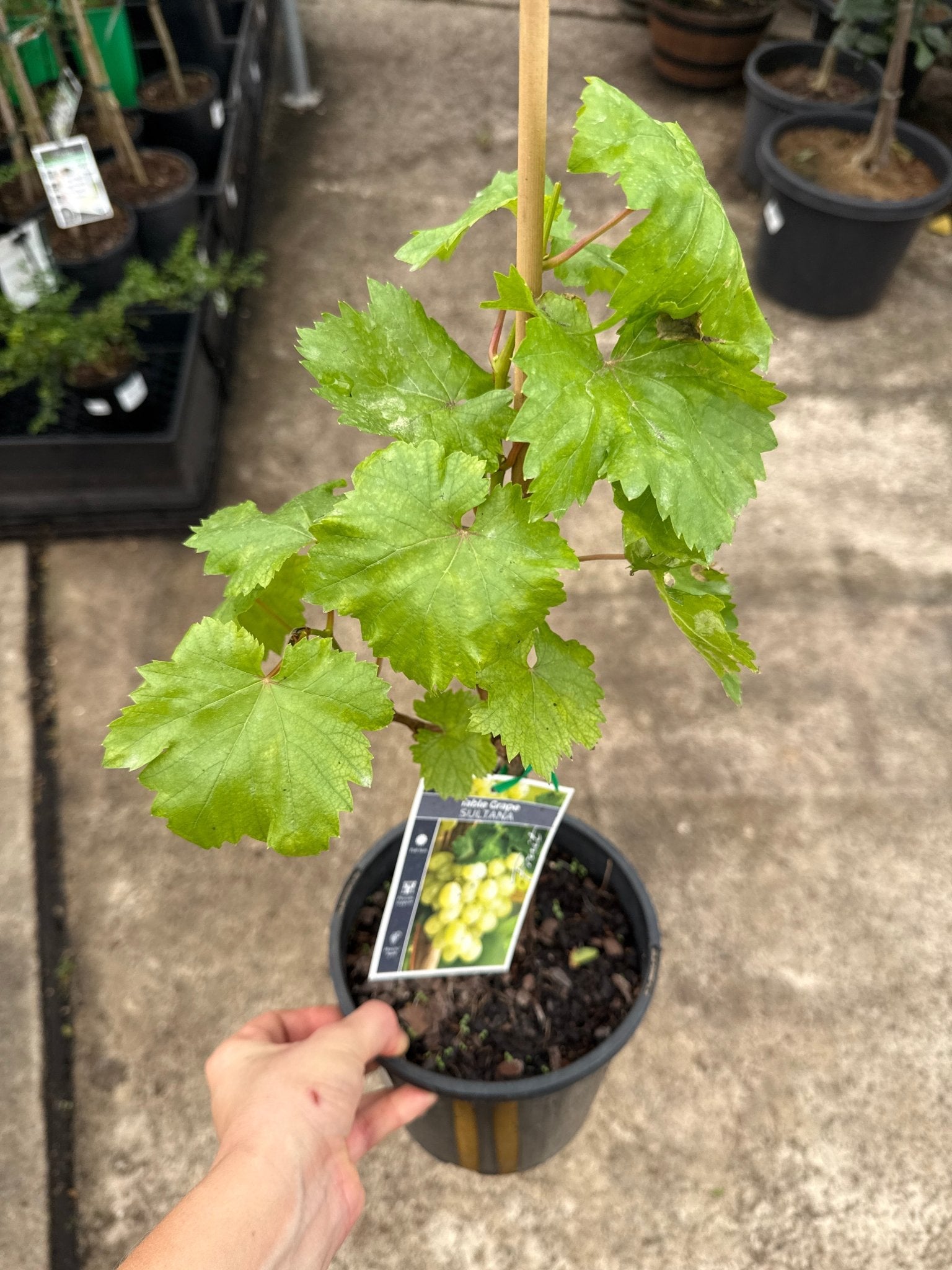 Grape ‘White Sultana’ (QLD ONLY) - Ladybird Nursery