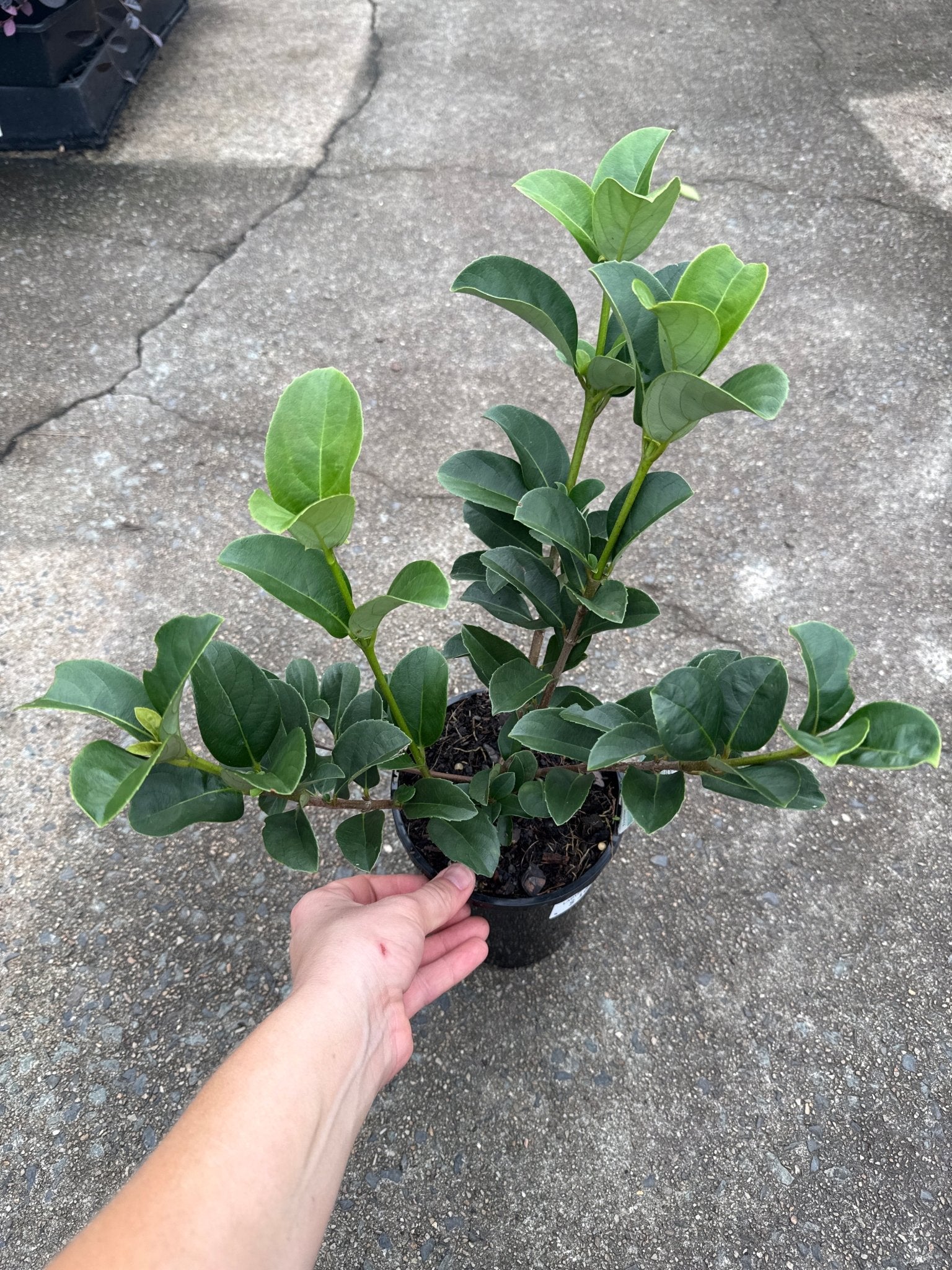 Sweet Viburnum 'Dense Fence' (Viburnum odoratissimum) - Ladybird Nursery