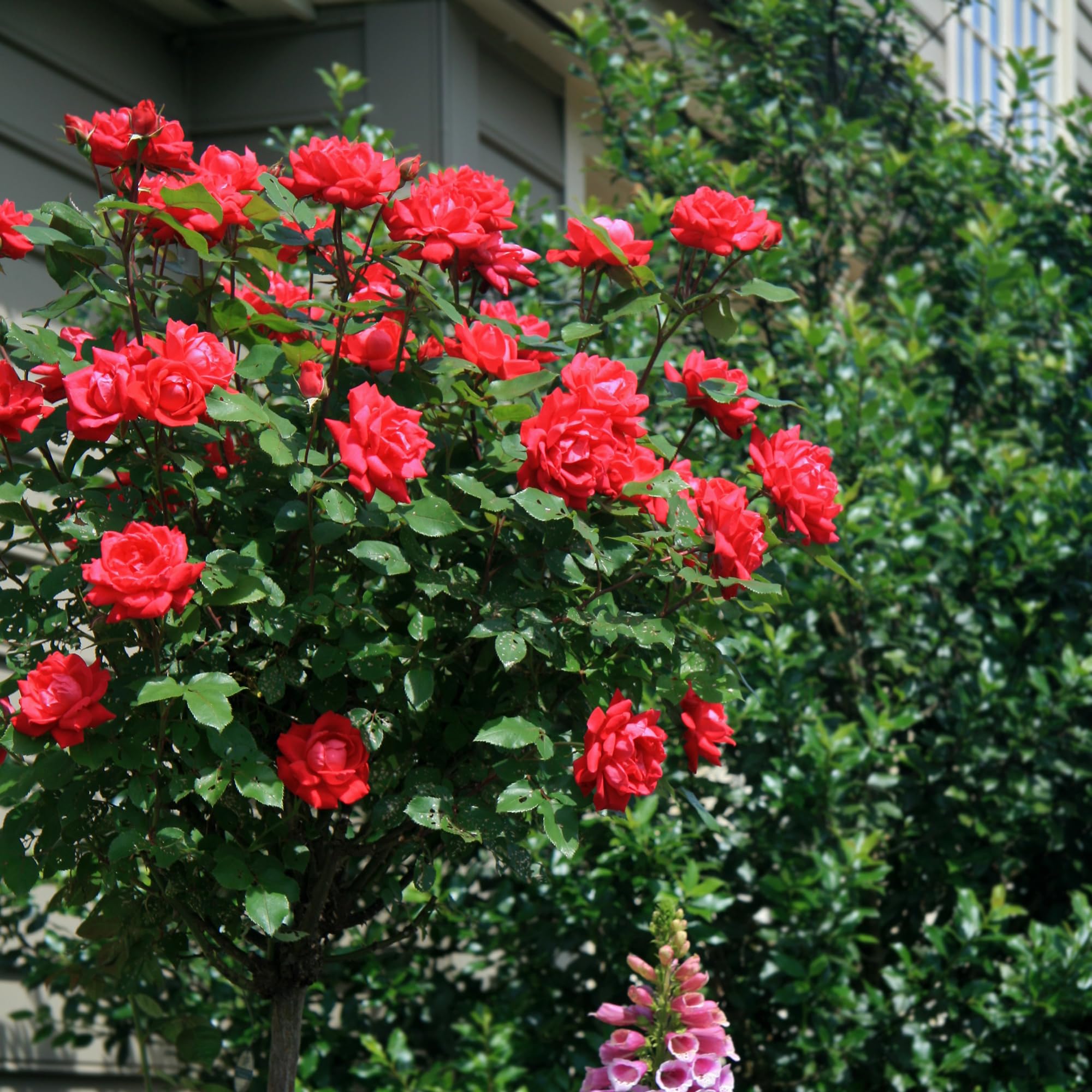 Rose RADTKO Double Red Knockout® (Rosa) - Ladybird Nursery